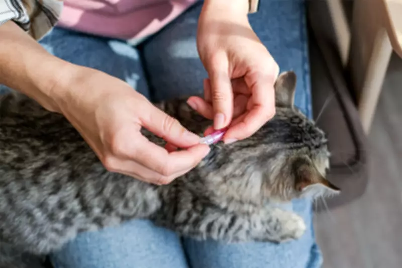 Advantage Cat Flea Treatment: Fast-Acting Monthly Protection