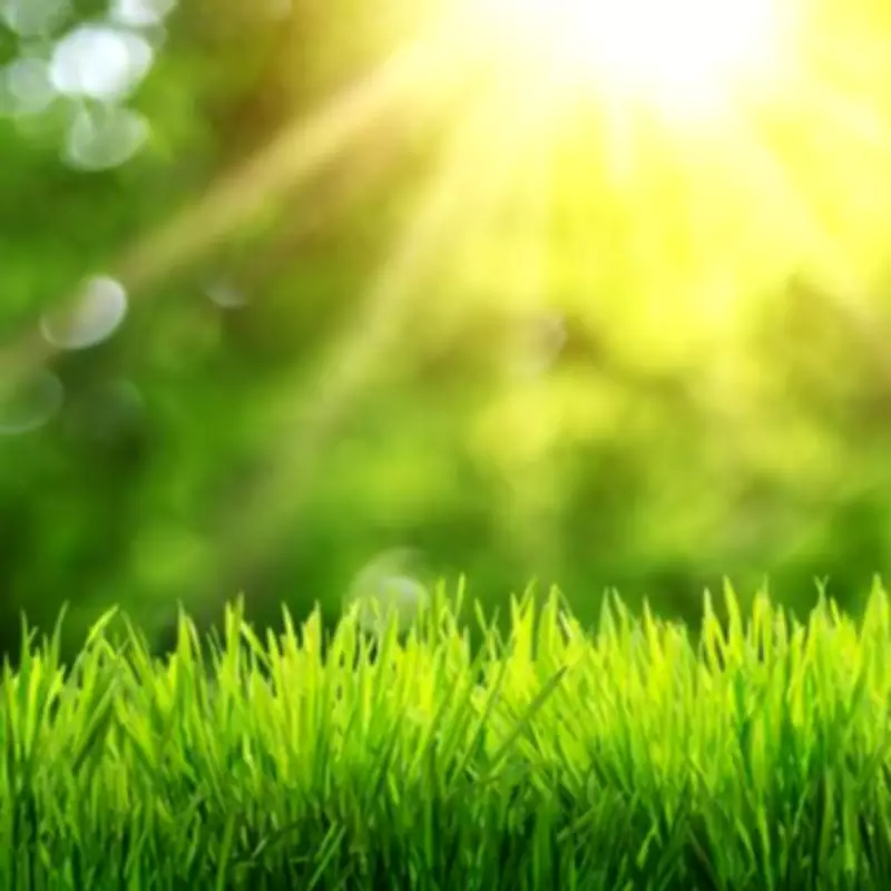 Aerate Your Lawn in May for a Lush Green Summer Garden
