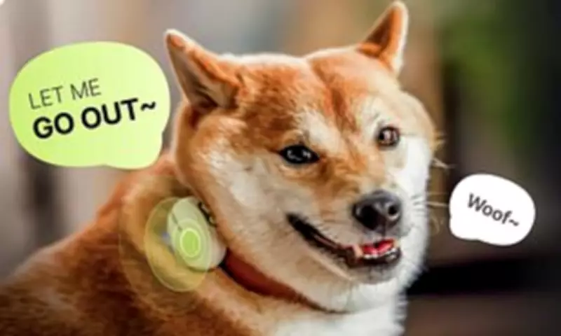 AI Collar Claims to Translate Your Dog's Barks with 95% Accuracy