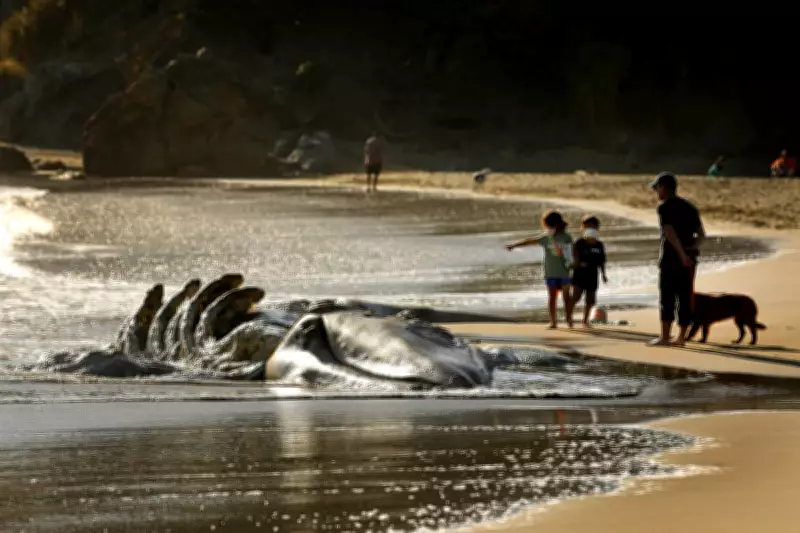 AI Network Aims to Prevent Whale Ship Strikes in San Francisco Bay