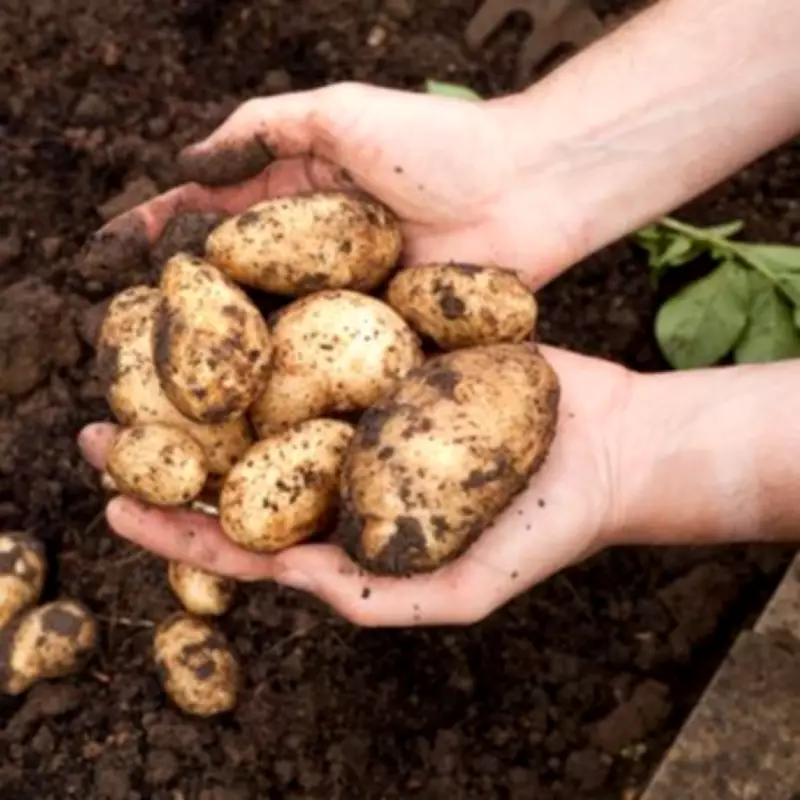 Alan Titchmarsh Shares Easy Potato Planting Task for Better Growth