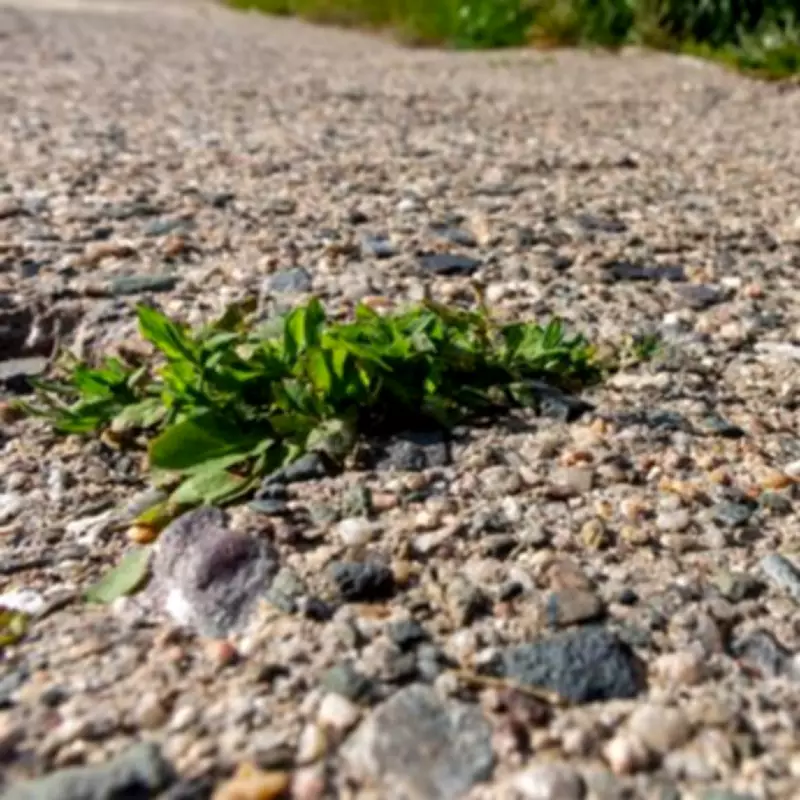 Alan Titchmarsh's Chemical-Free Method to Kill Gravel Weeds Naturally