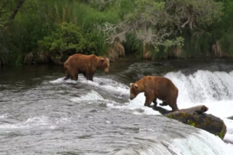 Alaska Can Resume Killing Bears from Helicopters to Protect Caribou, Judge Rules