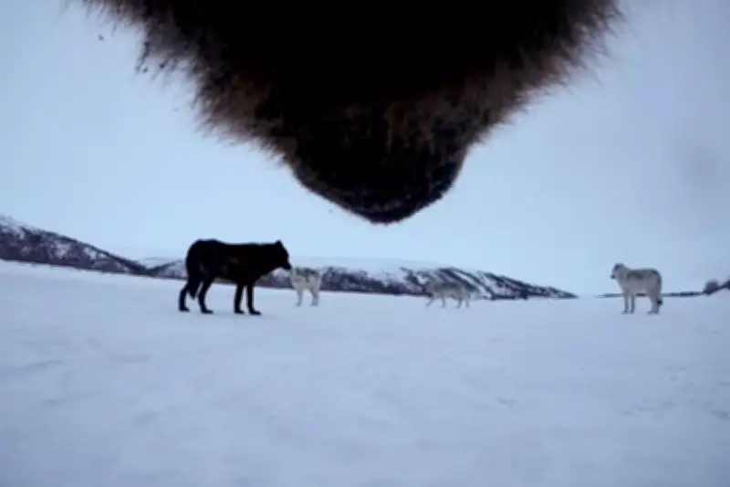 Alaska Resumes Bear Culls from Helicopters to Protect Caribou Herd