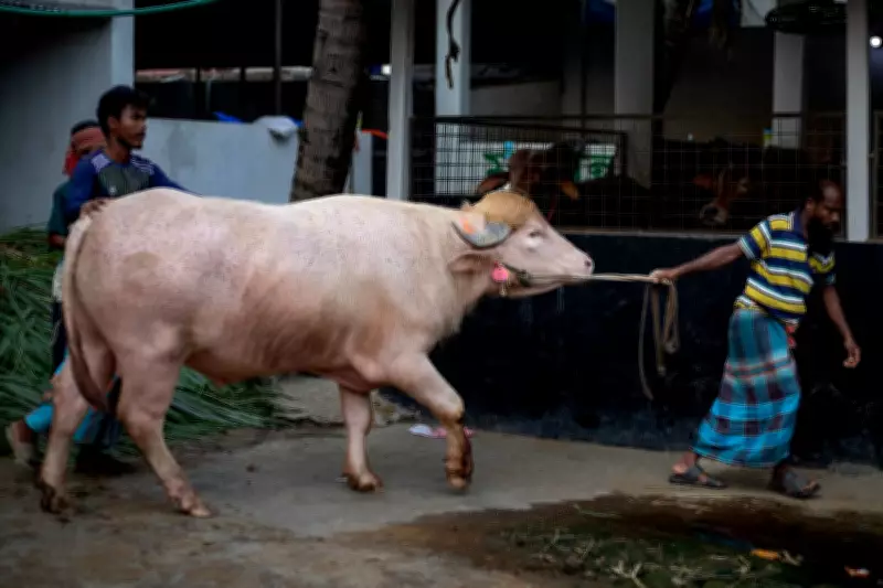 Albino Buffalo Named Donald Trump Goes Viral in Bangladesh