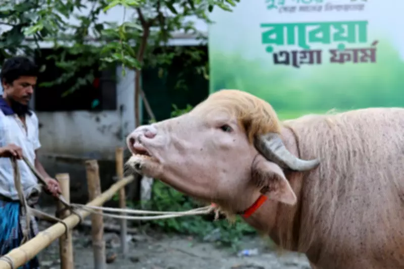 Albino Buffalo with Trump-like Hair Becomes Viral Sensation in Bangladesh