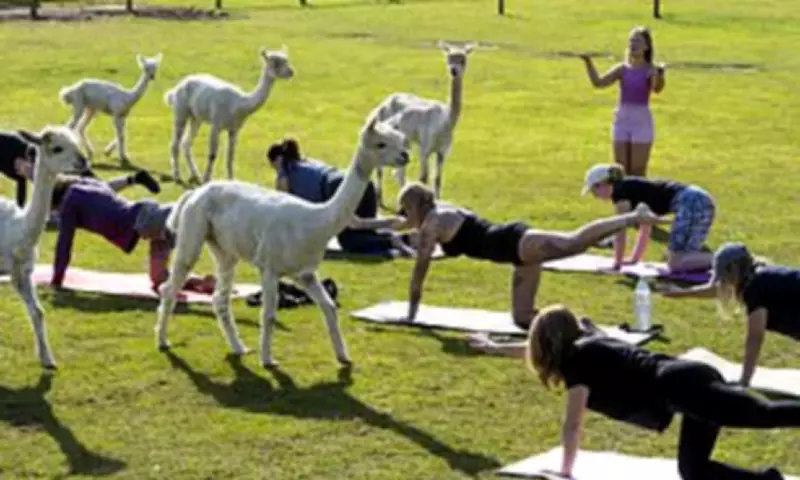 Alpacas Join Pilates Class in Dorset on Bank Holiday Weekend