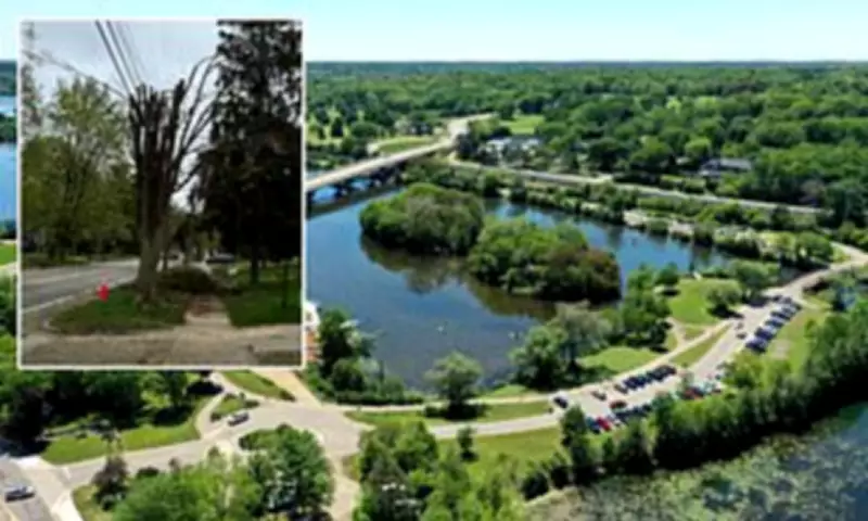 Ann Arbor Residents Furious Over DTE's 'Massacre' of Beloved Trees