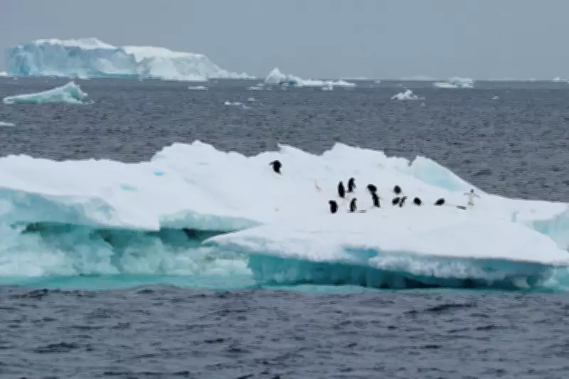 Antarctic Sea Ice Hits Record Lows Due to Climate Change, Scientists Warn
