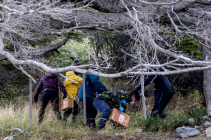 Argentine Scientists Trap Rats in Ushuaia to Trace Hantavirus Outbreak Source