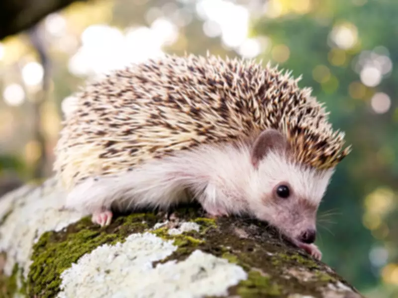 Attract Hedgehogs to Your Garden This June with One Simple Item