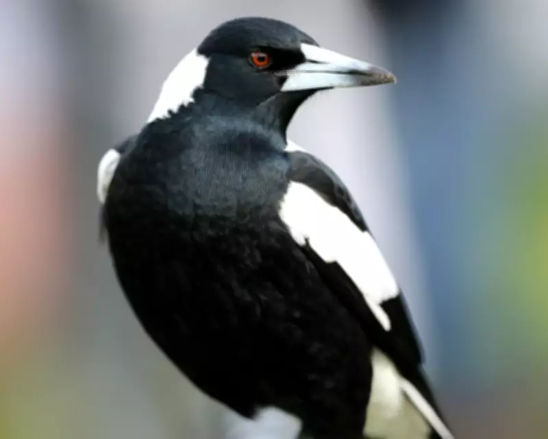 Australian Magpie: 5 Fun Facts About the Bird That Can Recognise You