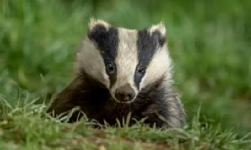 Badger Eats Pheasant Eggs After Windfarm Halts £50M Turbine Delivery