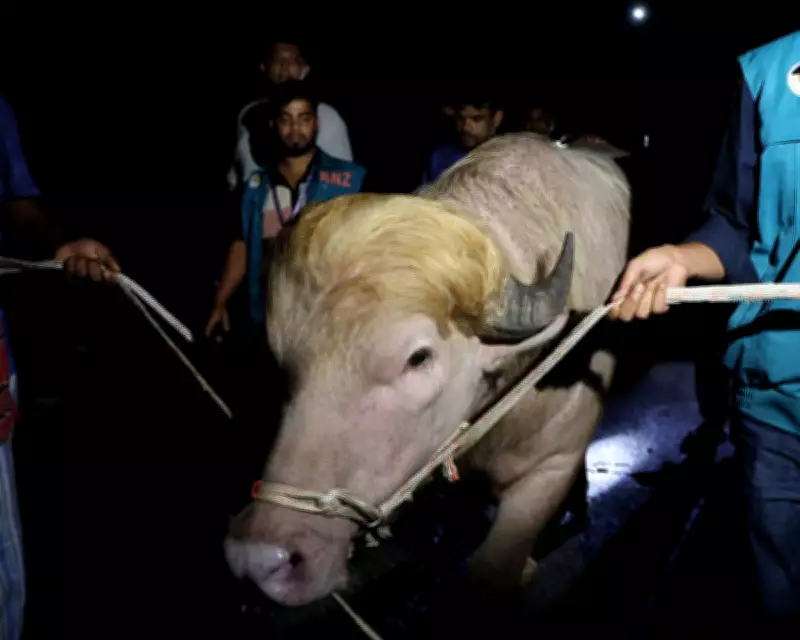 Bangladesh Albino Buffalo 'Donald Trump' Spared from Eid Sacrifice
