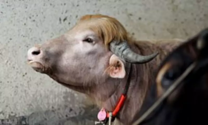 Bangladeshi Farmer Names Cow 'Donald Trump' Due to Uncanny Resemblance