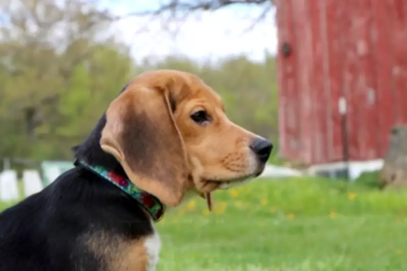 Beagles Rescued from Wisconsin Research Facility Find Safety