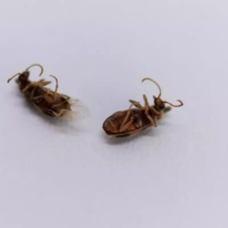 Bed Bug Infestation: Expert Reveals 'Almond Smell' Warning Sign