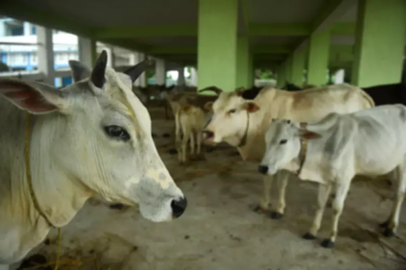Beef Disappears from Menus in West Bengal After BJP Election Win