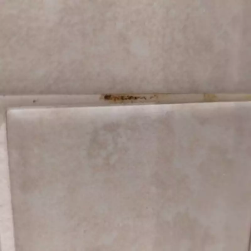Best Mould Remover for Grout: HG Wins in Test of 3 Products