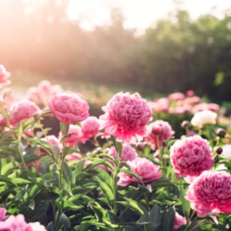 Best UK Peony Gardens to Visit Before June for Stunning Blooms