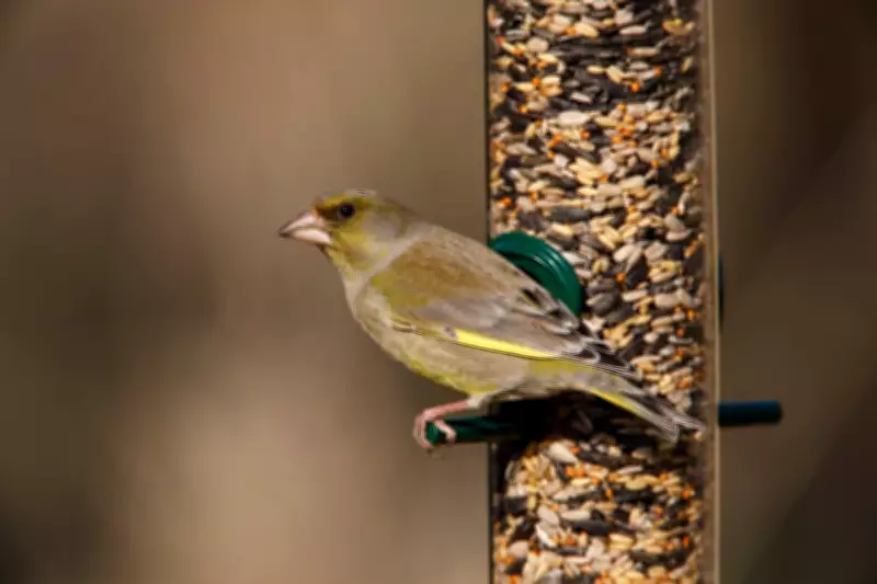 Bird Feeders Linked to Greenfinch Decline: RSPB Advice