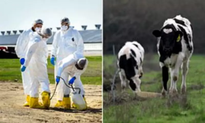 Bird Flu Found in Air on Dairy Farms, Raising Human Infection Risks