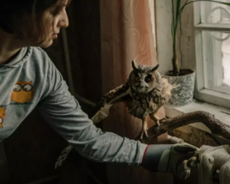 Blinded Owl Sunny Becomes Symbol of War's Toll on Ukraine's Birds