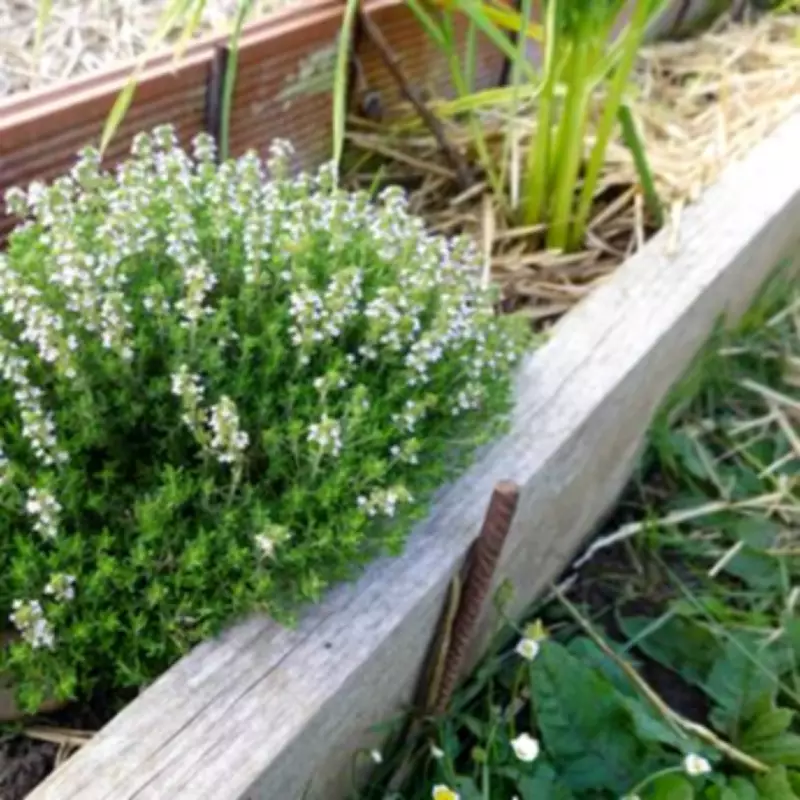Boost Herb Growth: Add Eggshells to Soil for Rosemary, Thyme, Lavender