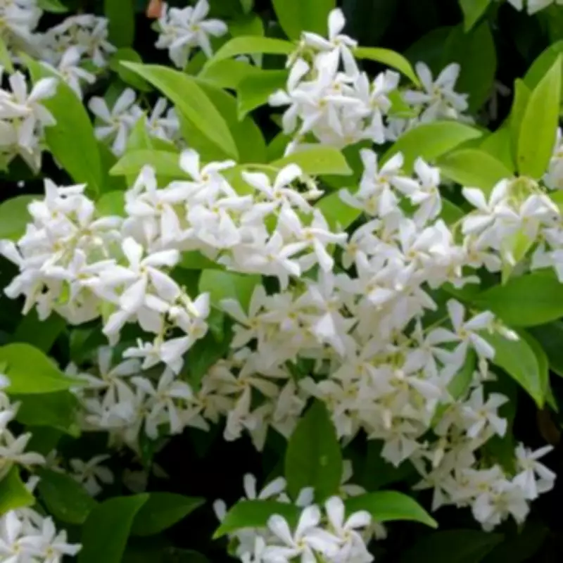 Boost Jasmine Blooms This Summer with 3 Essential May Tasks