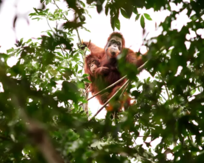 Borneo's Orangutans: The Hidden Cost of Relocation Amid Human Conflict