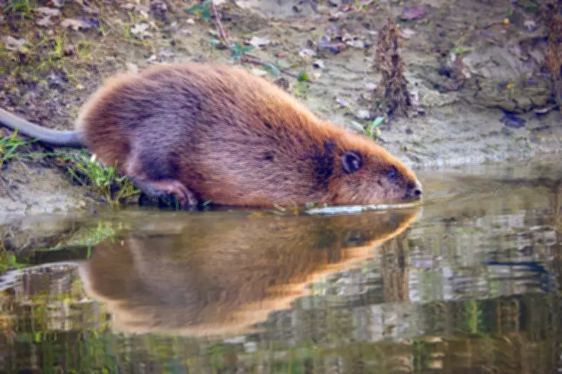 Boy, 8, Hospitalized After Rabid Beaver Attack in New Jersey Park