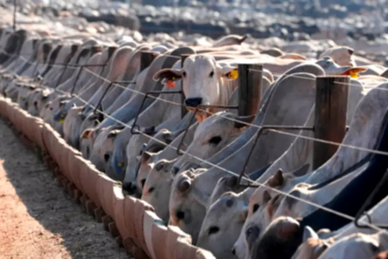 Brazil Says EU to Block Its Animal Product Exports from September