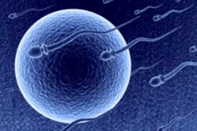 Breakthrough Male Contraceptive Halts Sperm Production Temporarily