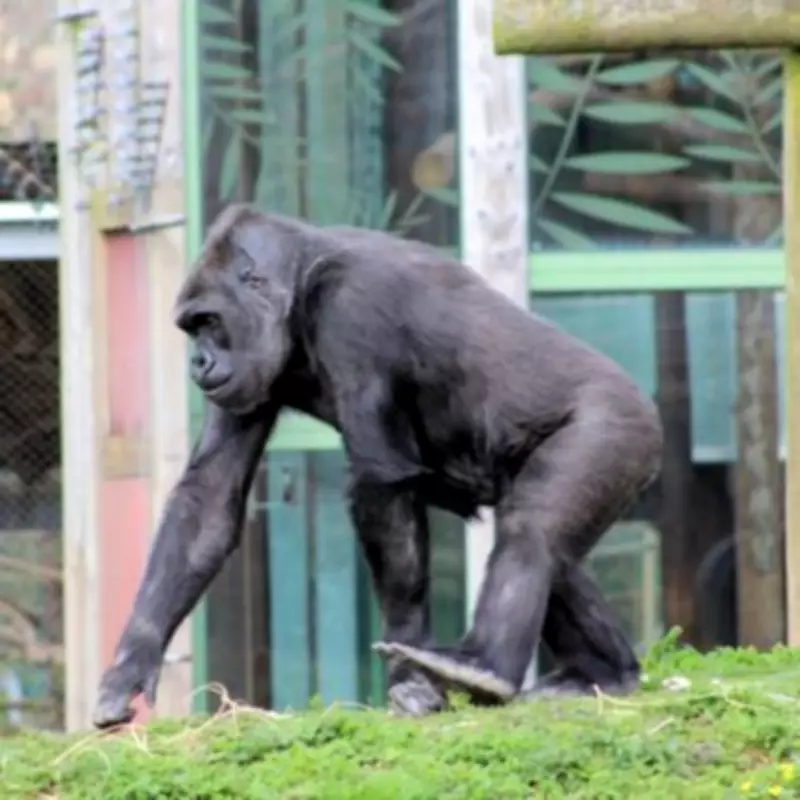 Bristol Zoo Closes After 186 Years: Historic UK Zoo Shuts Forever