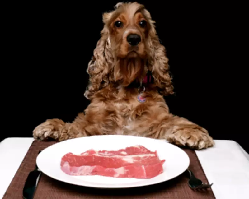 Britain's Dog Obsession Sparks Public Safety Concerns