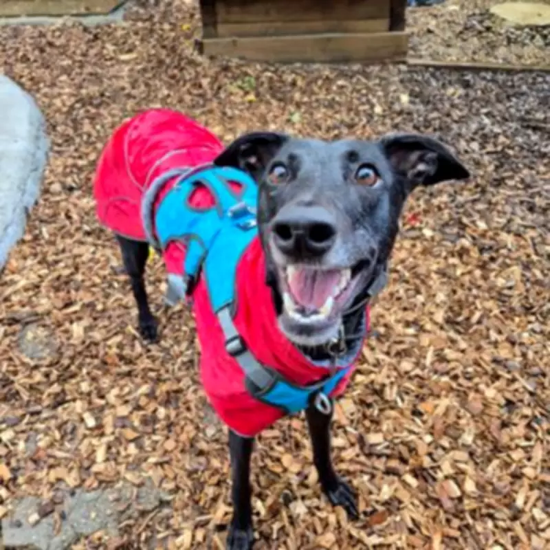 Britain's Loneliest Rescue Dog Awaits Forever Home After 461 Days