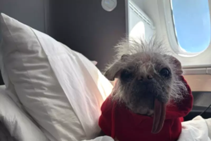 Britain's Ugliest Dog Backs Petition for Pets in Plane Cabins
