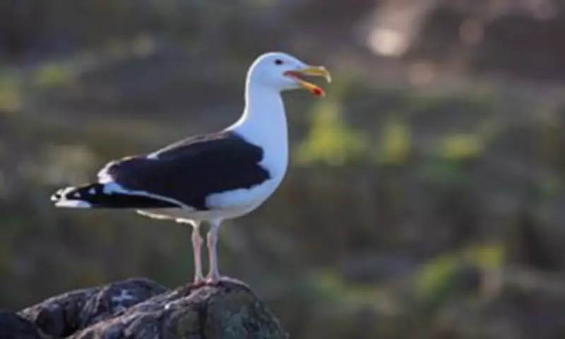 British Seagull Numbers Plummet by Over a Third in Two Decades