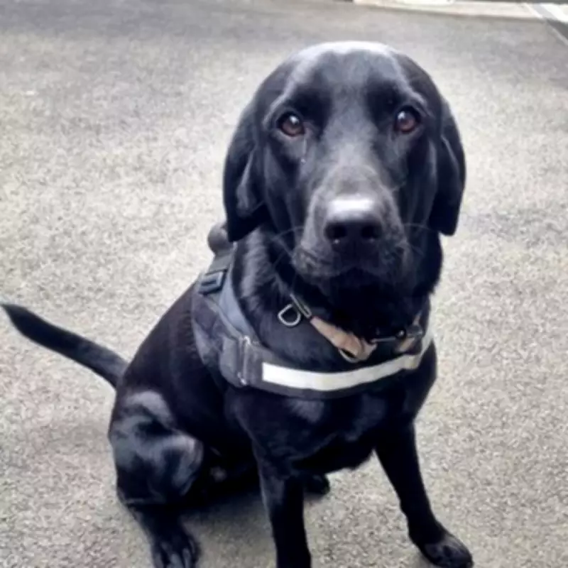 British Sniffer Dogs Deployed to Fight Channel Smugglers at Bulgaria-Turkey Border