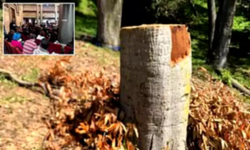 California Couple Fined Nearly $1 Million for Illegally Cutting Down 38 Trees