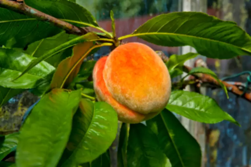 California Farmers to Destroy 420,000 Peach Trees After Del Monte Bankruptcy