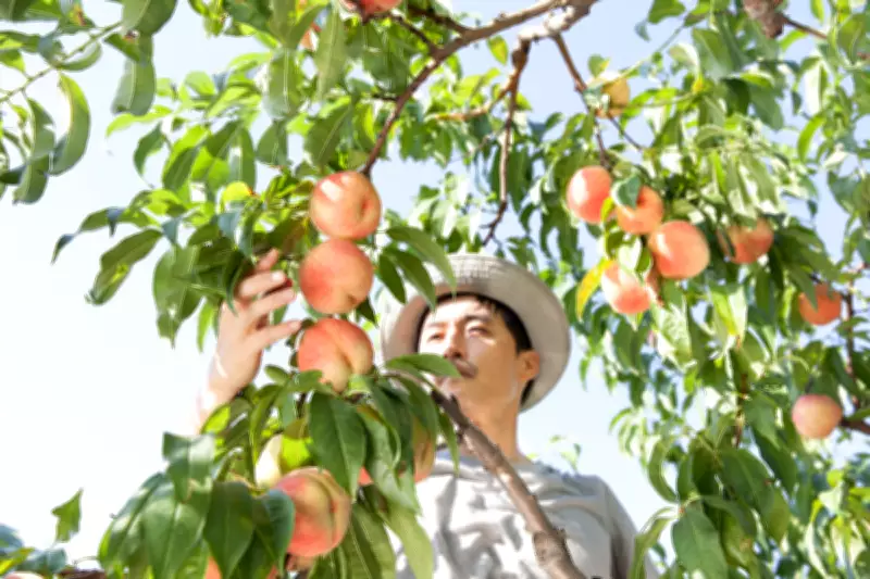 California Farmers to Destroy 420,000 Peach Trees After Del Monte Shutdown