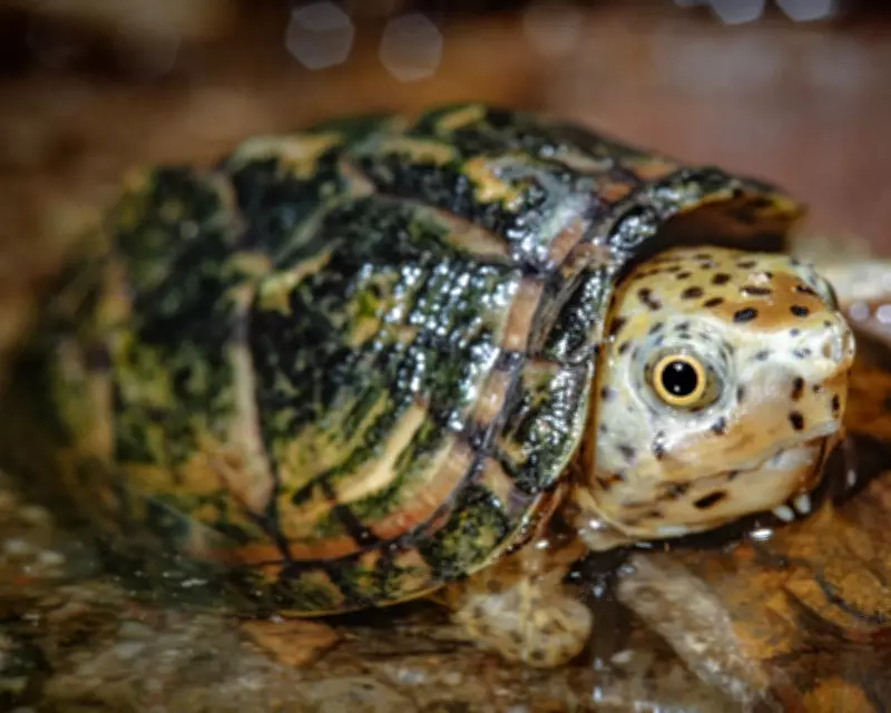California Man Arrested for Attempting to Traffic Wild Turtles