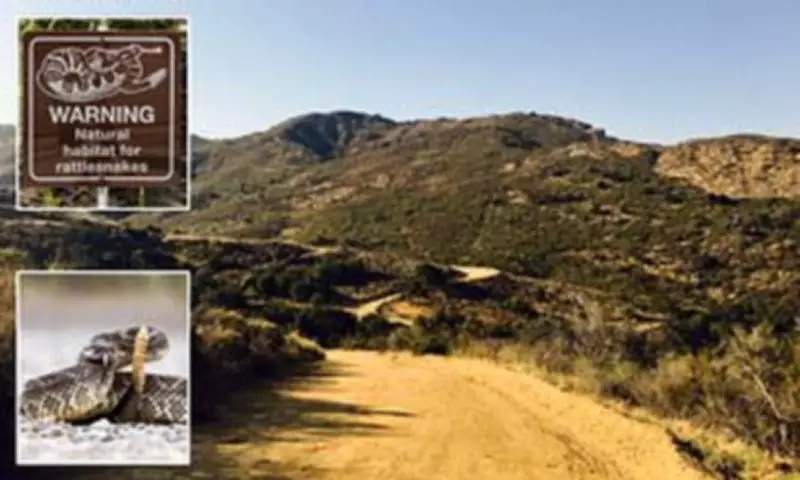 California Woman Airlifted After Rattlesnake Bite Amid Spike in Attacks