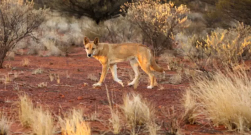 Calling Dingo Back to Country: Australia's New Documentary on Dingoes