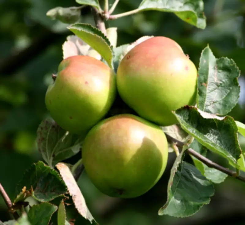 Campaign Launched to Save Original Bramley Apple Tree Cottage
