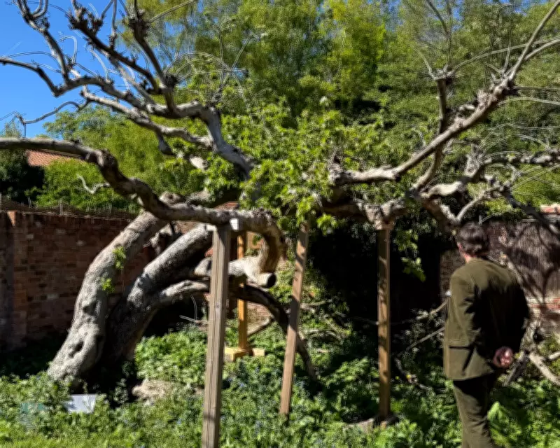 Campaign to Save Mother of All Bramley Apples for Nation