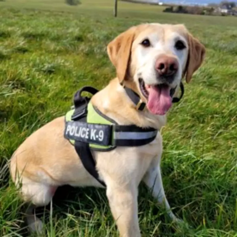 Campaigners Demand Pensions for Retired Police Dogs Using Crime Proceeds