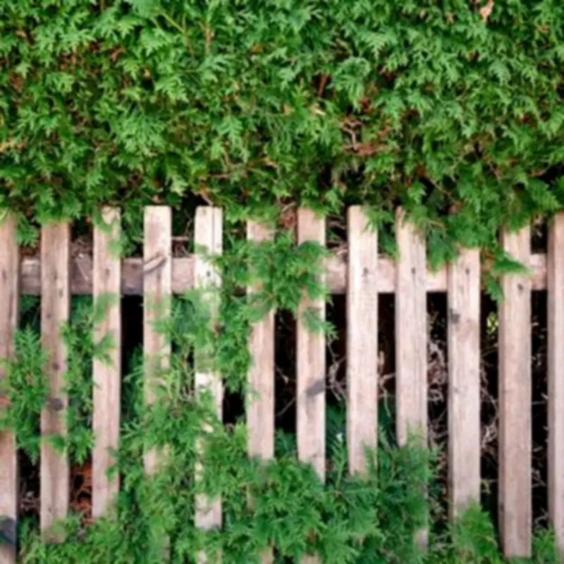 Can I Cut My Neighbour's Hedge in the UK? Legal Rights Explained