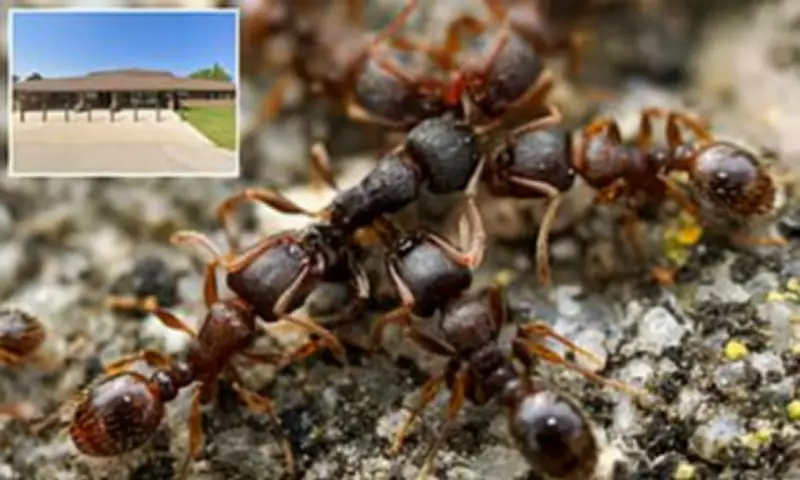 Canadian Hospital Suspends Surgeries After Ant Invasion